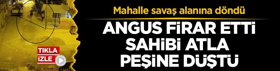 Mahalle savaş alanına döndü! Angus firar etti, sahibi atla peşine düştü