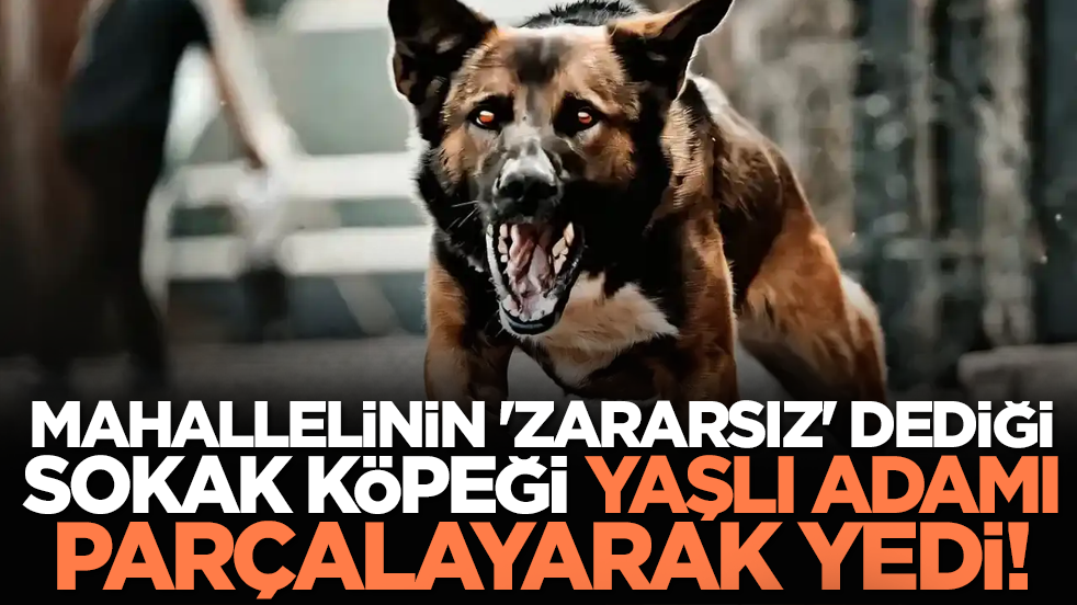Mahallelinin 'zararsız' dediği sokak köpeği, yaşlı adamı parçalayarak yedi!