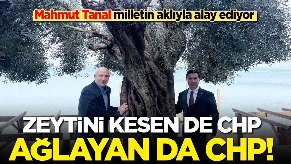 Mahmut Tanal milletin aklıyla alay ediyor! Zeytini kesen de CHP, ağlayan da CHP!