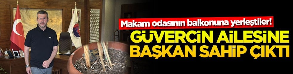 Makam odasının balkonuna yerleştiler! Güvercin ailesine Başkan sahip çıktı
