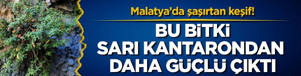 Malatya’da şaşırtan keşif! Bu bitki sarı kantarondan daha güçlü çıktı