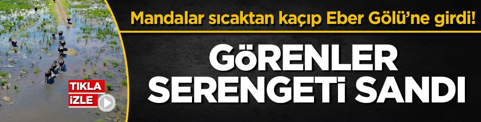 Mandalar sıcaktan kaçıp Eber Gölü’ne girdi! Görenler Serengeti sandı