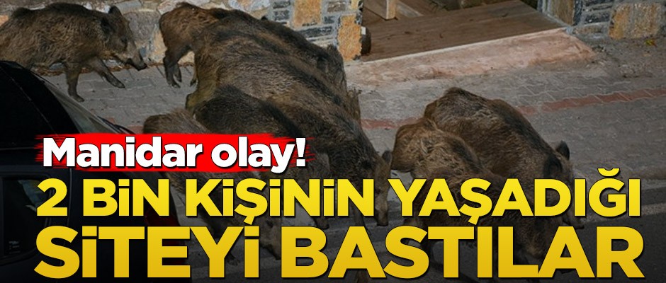 Manidar olay! 2 bin kişinin yaşadığı siteyi bastılar