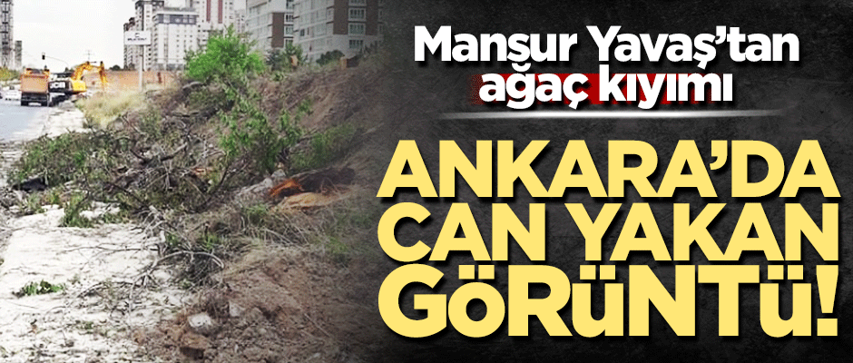Mansur Yavaş'tan Ankara’da ağaç kıyımı!