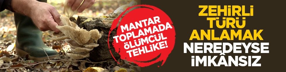 Mantar toplamada ölümcül tehlike! Zehirli türü anlamak neredeyse imkânsız