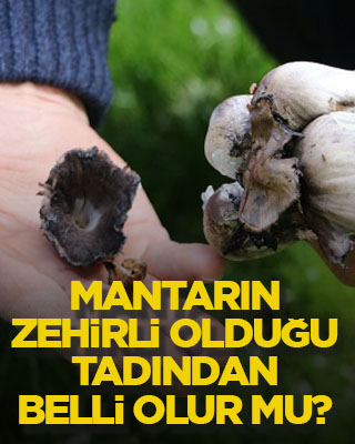 Mantarın zehirli olduğu tadından belli olur mu?