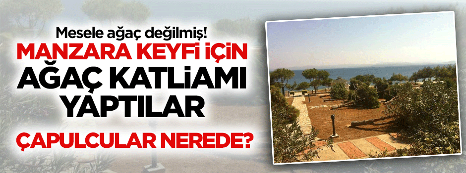 Manzara keyfi yapmak için ağaç katliamı yaptılar