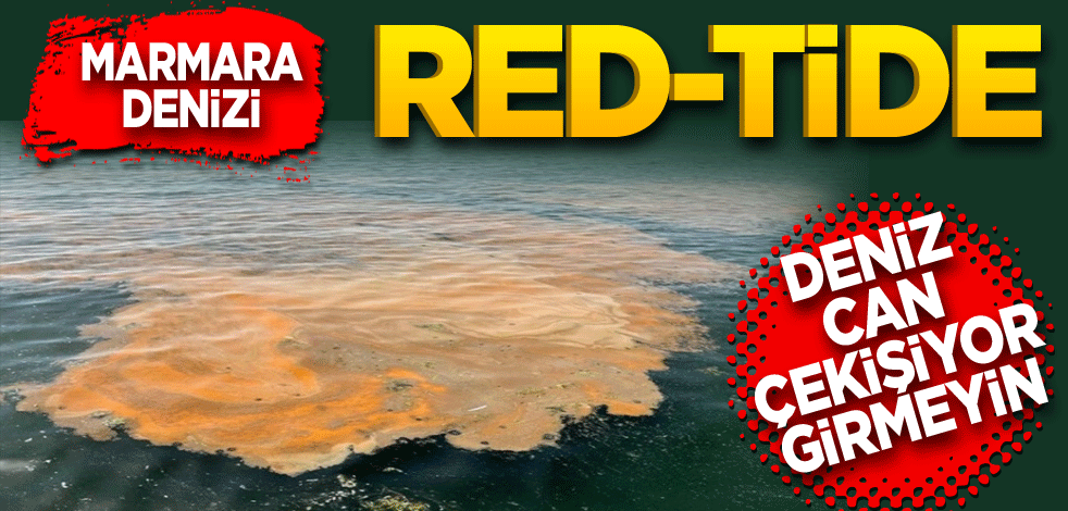 Marmara Denizi Red-Tide! Deniz can çekişiyor girmeyin