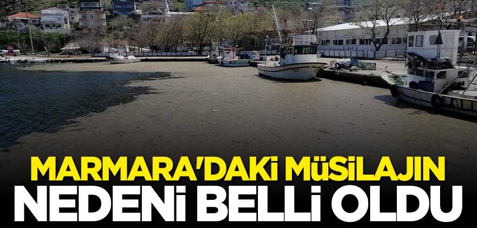 Marmara Denizi'ndeki müsilajın nedeni belli oldu!
