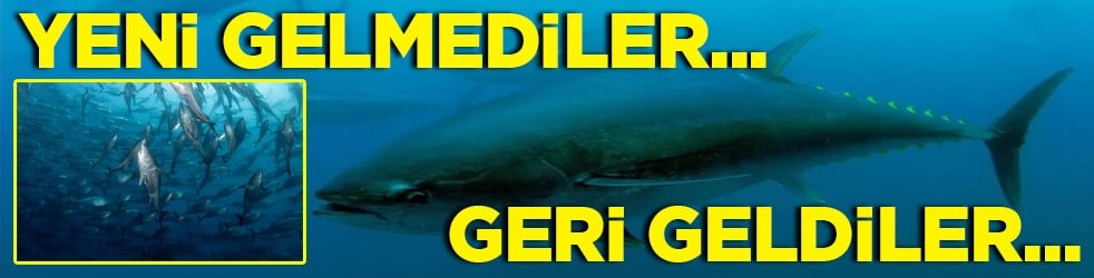 Marmara orkinos kaynıyor Yeni gelmediler geri geldiler