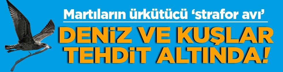 Martıların ürkütücü ‘strafor avı’ Deniz ve kuşlar tehdit altında