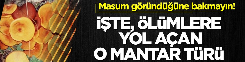 Masum göründüğüne bakmayın! İşte ölümlere yol açan o mantar türü