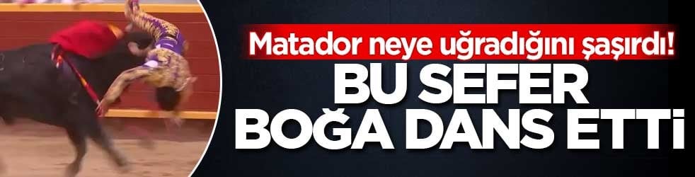 Matador neye uğradığını şaşırdı! Bu sefer boğa dans etti