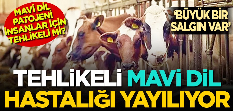 Mavi dil patojeni insanlar için tehlikeli mi? ‘Büyük bir salgın var’ Tehlikeli mavi dil hastalığı yayılıyor