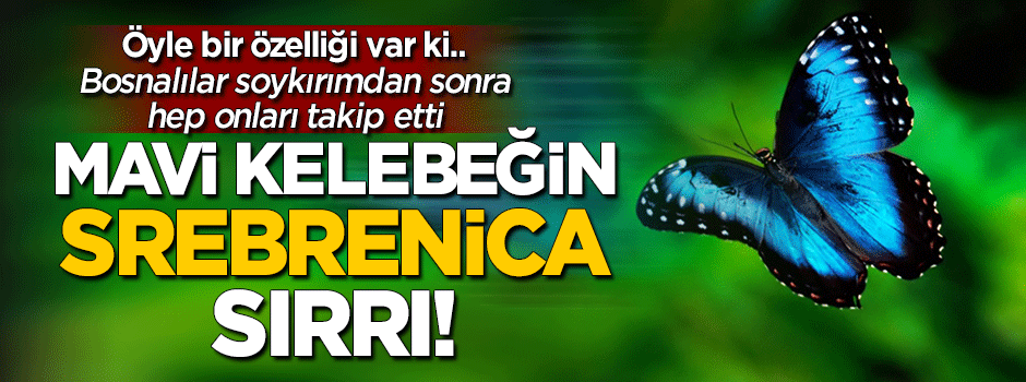 Mavi kelebeğin 'Srebrenica' sırrı...