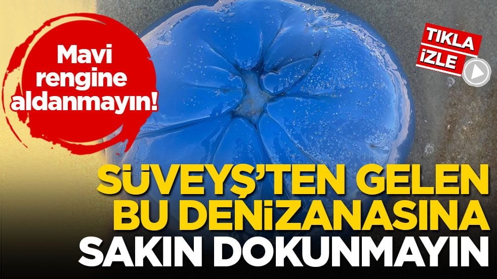 Mavi rengine aldanmayın! Süveyş’ten gelen bu denizanasına sakın dokunmayın