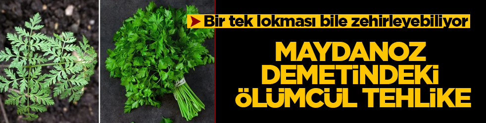 Maydanoz demetindeki ölümcül tehlike! Bir tek lokması bile zehirleyebiliyor