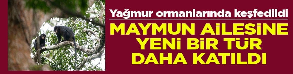Maymun ailesine yeni bir tür daha katıldı
