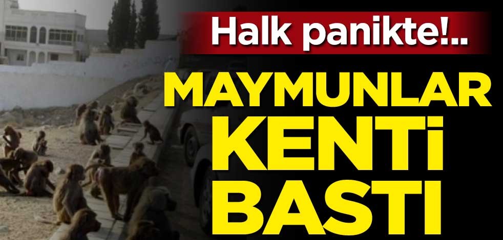 Maymunlar kenti bastı! Halk panikte...