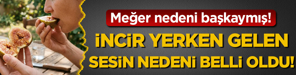 Merak edilen sorunun cevabı belli oldu: İncir yerken neden çatırdar!