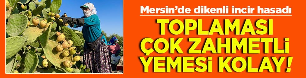 Mersin’de dikenli incir hasadı Toplaması çok zahmetli yemesi kolay