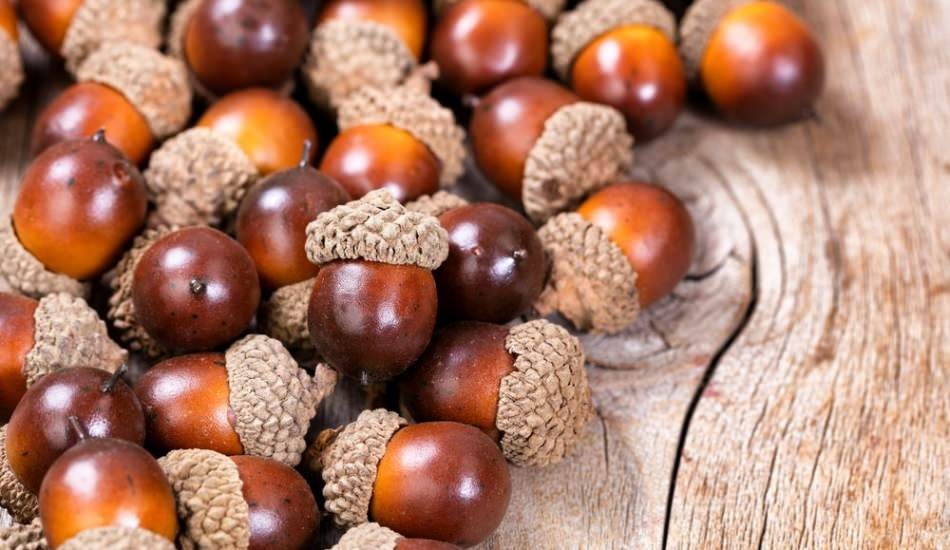 Meşe palamudunun faydaları nelerdir?