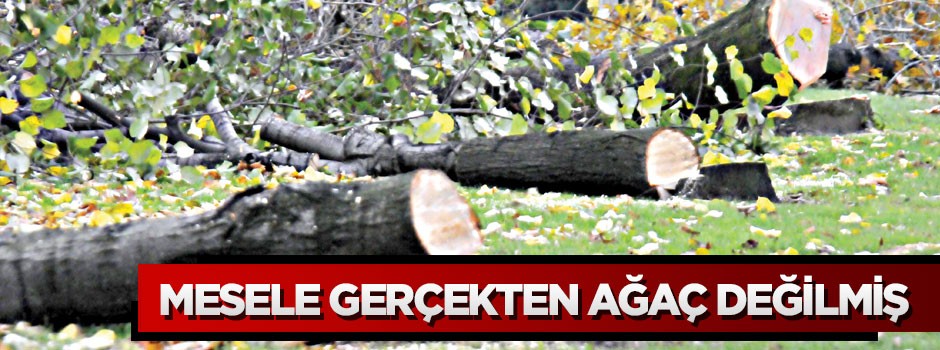 Mesele gerçekten ağaç değilmiş