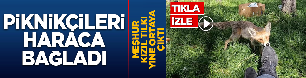 Meşhur kızıl tilki yine ortaya çıktı! Piknikçileri haraca bağladı