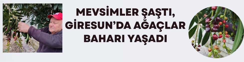 Mevsimler Şaştı, Giresun’da Ağaçlar Baharı Yaşadı