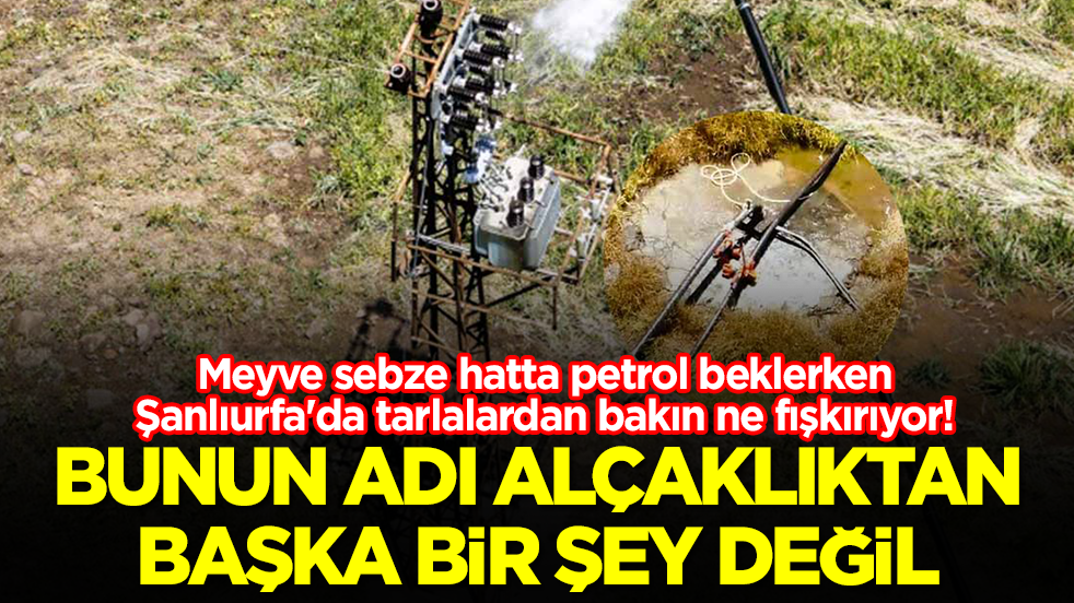Meyve sebze hatta petrol beklerken Şanlıurfa'da tarlalardan bakın ne fışkırıyor: Bunun adı alçaklıktan başka bir şey değil