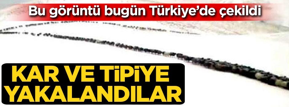 Mezradan köye götürülen koyunlar tipiye yakalandı