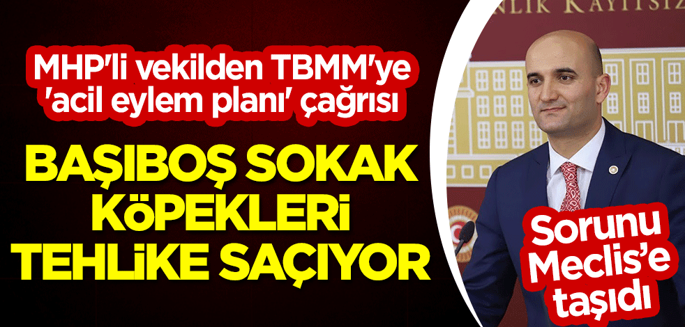 MHP'li Olcay Kılavuz'dan TBMM'ye 'acil eylem planı' çağrısı: Başıboş sokak köpekleri tehlike saçıyor