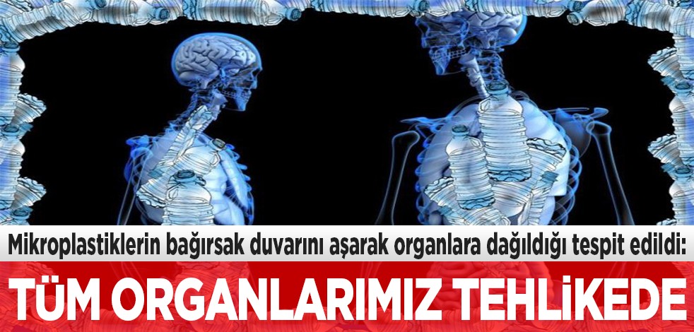 Mikroplastiklerin bağırsak duvarını aşarak organlara dağıldığı tespit edildi: Tüm organlarımız tehlikede