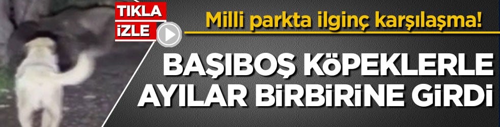 Milli parkta ilginç karşılaşma! Başıboş köpeklerle ayılar birbirine girdi