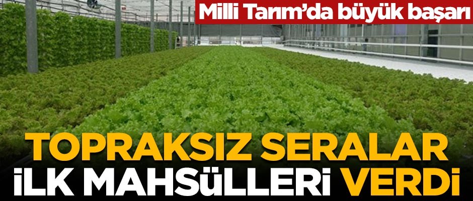 Milli Tarım'da büyük başarı! Topraksız seralar ilk mahsülleri verdi