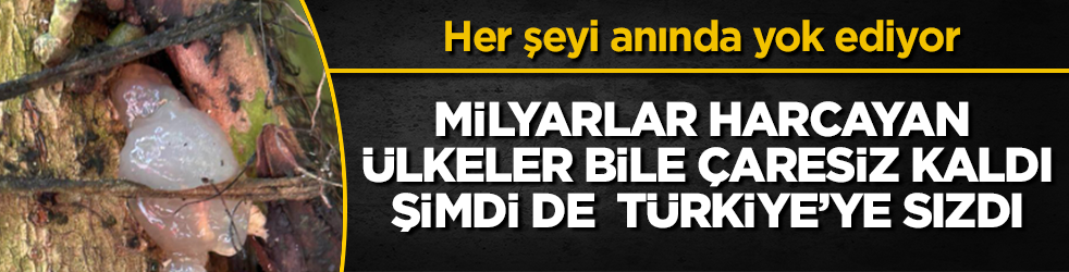 Milyarlar harcayan ülkeler bile çaresiz kaldı, şimdi de Türkiye’ye sızdı! Her şeyi anında yok ediyor