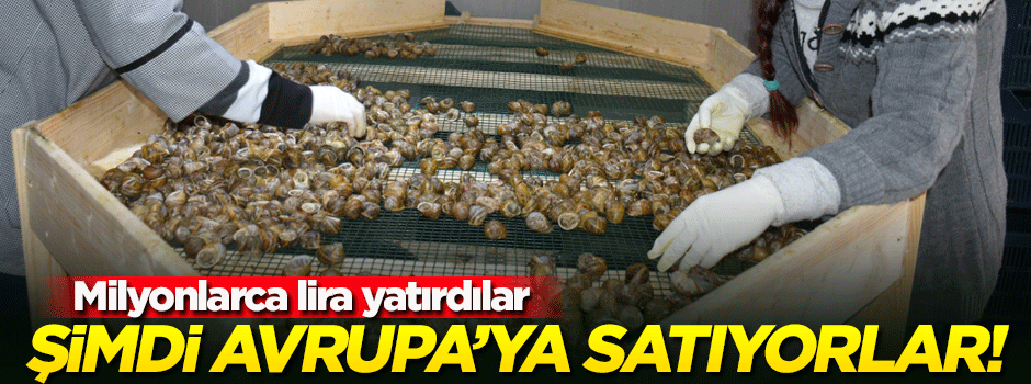 Milyonlarca lira yatırdılar! Avrupa'ya satıyorlar...