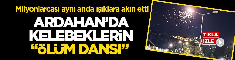 Milyonlarcası aynı anda ışıklara akın etti! Ardahan’da kelebeklerin “ölüm dansı”