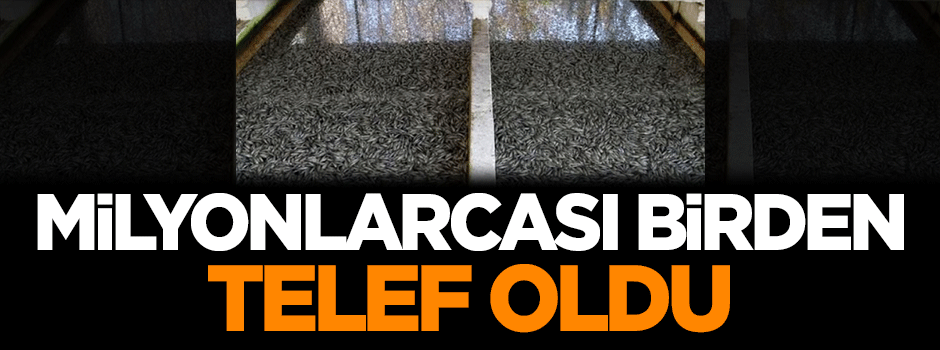 Milyonlarcası telef oldu
