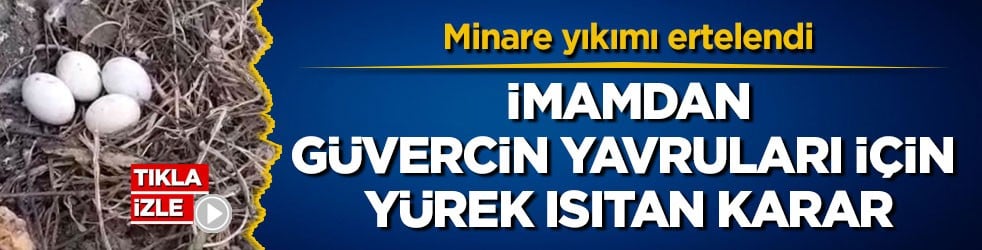 Minare yıkımı ertelendi! İmamdan güvercin yavruları için yürek ısıtan karar