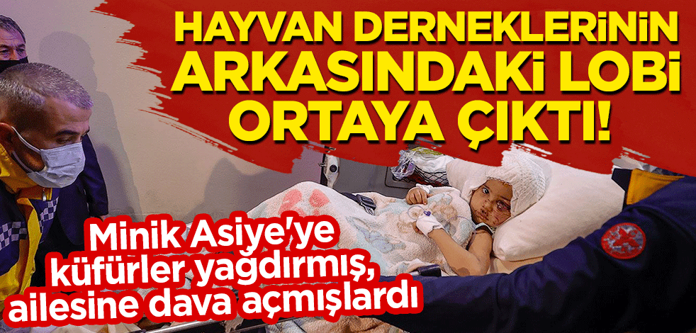 Minik Asiye'ye küfürler yağdırmış, ailesine dava açmışlardı: Hayvan derneklerinin arkasındaki lobi ortaya çıktı!