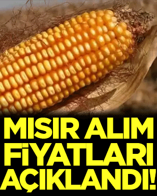 Mısır alım fiyatları açıklandı!