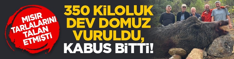 Mısır tarlalarını talan etmişti: 350 kiloluk dev domuz vuruldu, kabus bitti!