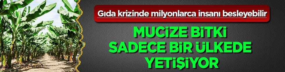 Mucize bitki... Türkiye'de yüzüne bakılmıyor: Sadece bir ülkede yetişiyor... Küresel çevrelerin... 