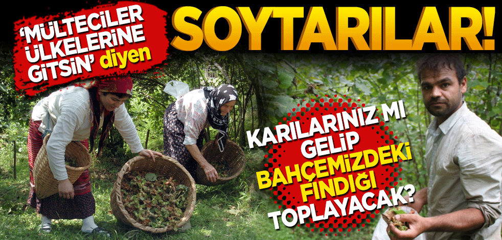 "Mülteciler ülkelerine gitsin" diyen soytarılar! Karılarınız mı gelip bahçemizdeki fındığı toplayacak?