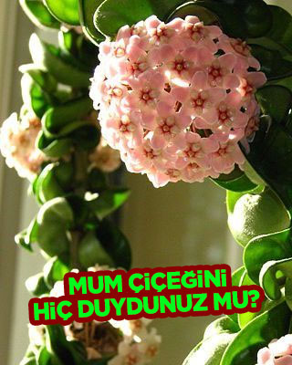 Mum çiçeği bakımı ve yetiştiriciliği nasıl yapılır?