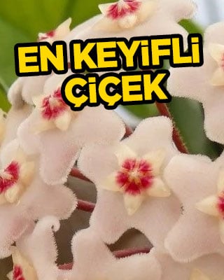 Mum çiçeği ne zaman çiçek açar? Bakım için detayı dikkat çekti