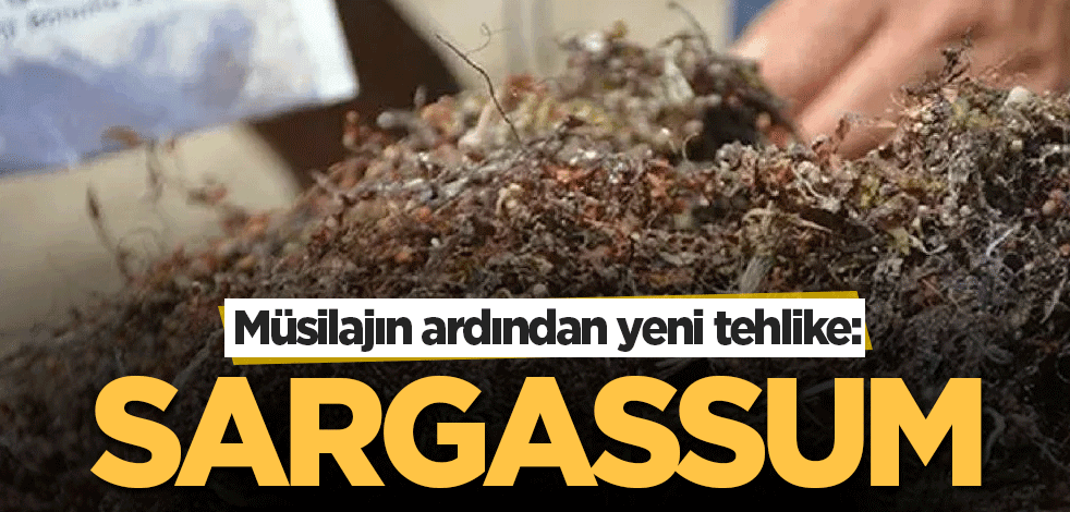 Müsilajın ardından yeni tehlike: Sargassum