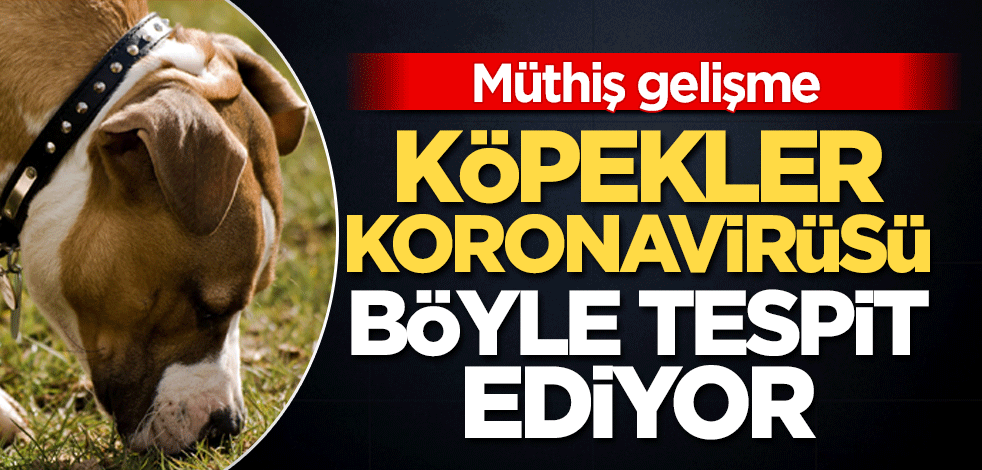 Müthiş gelişme! Köpekler koronavirüsü böyle tespit ediyor