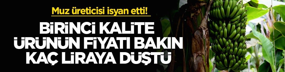 Muz üreticisi isyan etti! Birinci kalite ürünün fiyatı bakın kaç liraya düştü